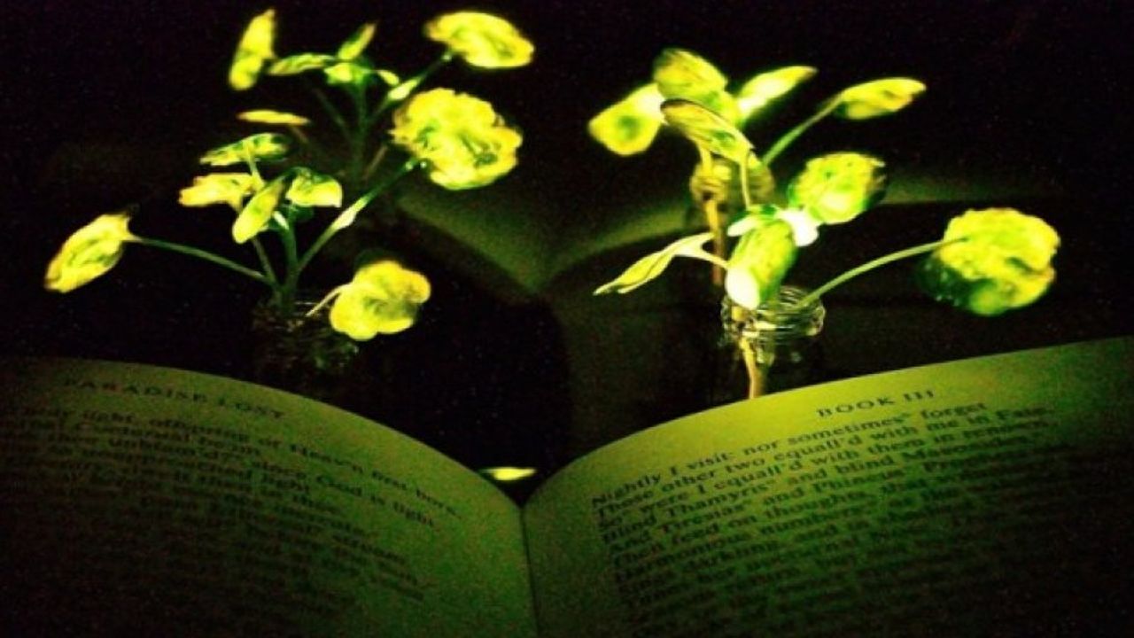 ABD'li bilim insanları parlayan bitki üretti