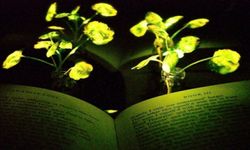ABD'li bilim insanları parlayan bitki üretti