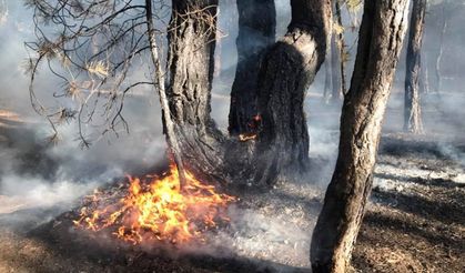 Milli Parkımızda Orman Yangını...